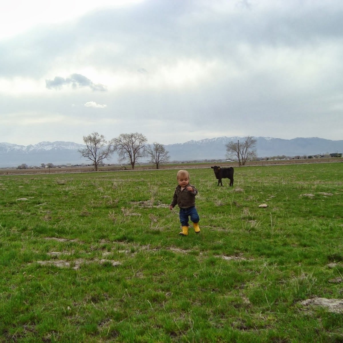 A young child wearing yellow boots explores a green field, with a black cow grazing nearby and mountains in the background under a cloudy sky.
